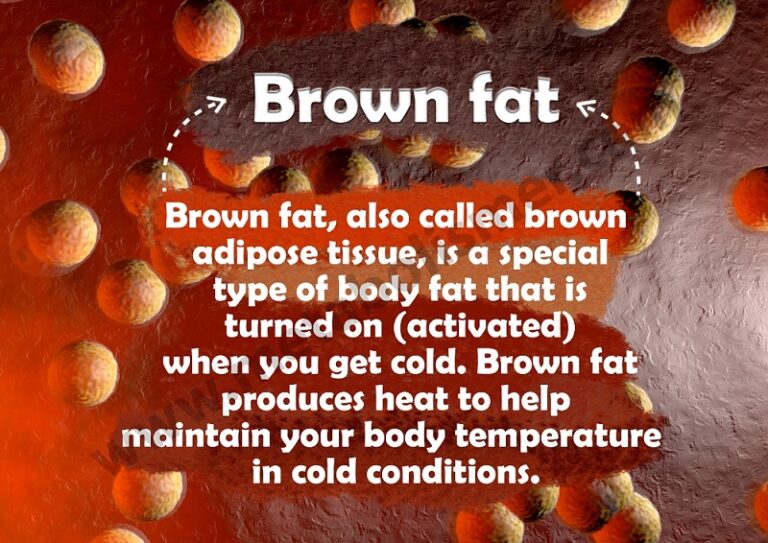 Brown Fat Metabolism Metabolismer