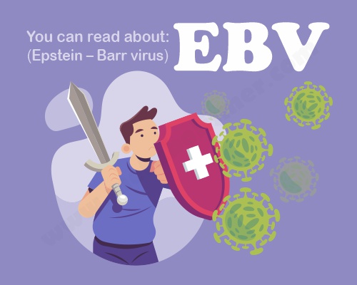 epstein barr virus , EBV