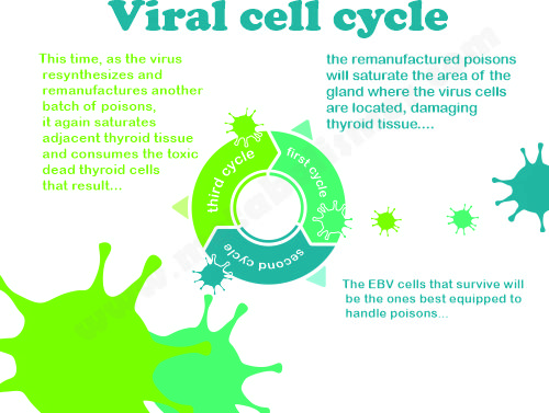 viral cell cycle