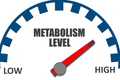 Do I have a high Metabolism?