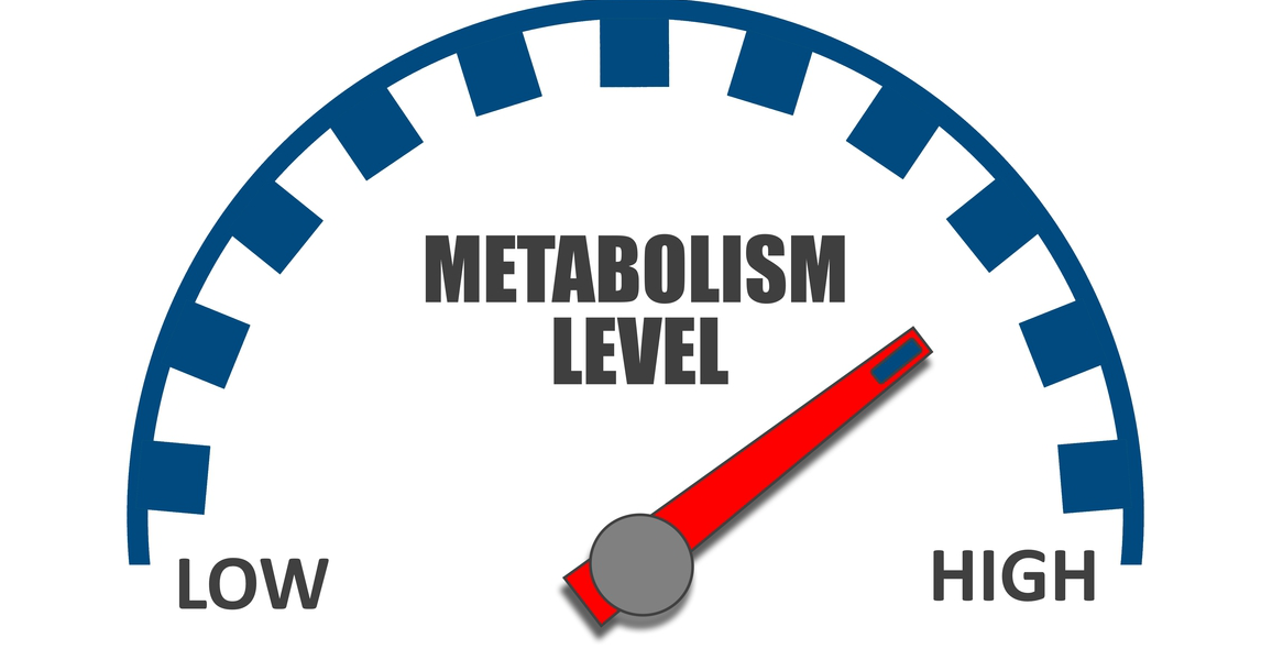 do-i-have-a-high-metabolism-metabolismer