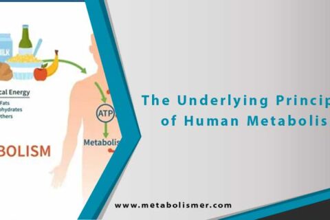 The Underlying Principles of Human Metabolism