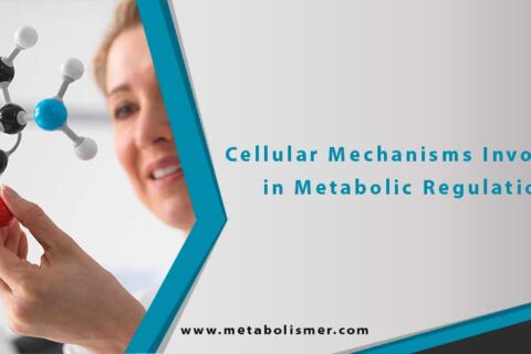Cellular Mechanisms Involved in Metabolic Regulation