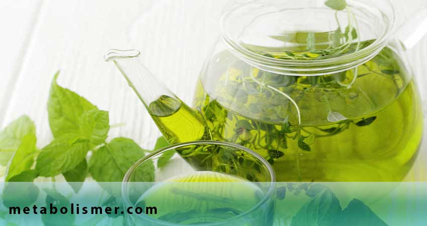green tea metabolism