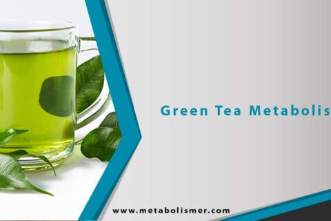Green Tea Metabolism